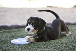 Kong Puppy Flyer Assorti -winkel voor hondenvoer 0035585131160 met hond