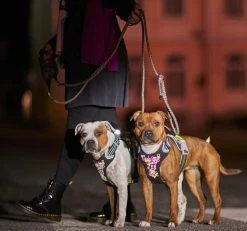 Hurtta Harnas Weekend Warrior Neon Licorice -winkel voor hondenvoer 0228590 met hond 3