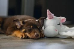 Beeztees Puppy Knuffeldoek Unicorn M -winkel voor hondenvoer 0619491 sfeer3