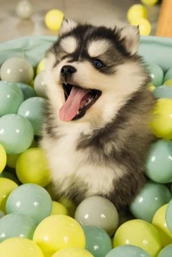 Beeztees Puppy Ballenbad Funchie Grijs/groen -winkel voor hondenvoer 0795858 sfeer2