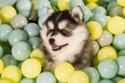 Beeztees Puppy Speelballen Voor Ballenbad 200 St 7 Beeztees Puppy Speelballen Voor Ballenbad 200 St -winkel voor hondenvoer 0795860 sfeer3