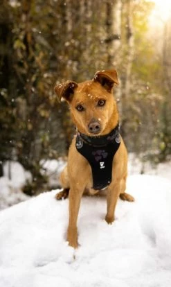 Hurtta Harnas Weekend Warrior Black -winkel voor hondenvoer 6410329333941 0228550 3