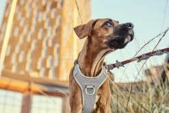 Hurtta Harnas Venture No-Pull Shadow 7 Hurtta Harnas Venture No-Pull Shadow -winkel voor hondenvoer 6410329340505 met hond 1