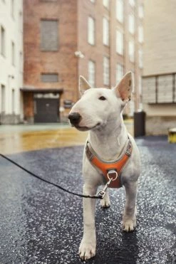 Hurtta Harnas Venture No-Pull Buckthorn -winkel voor hondenvoer 6410329340604 met hond 2