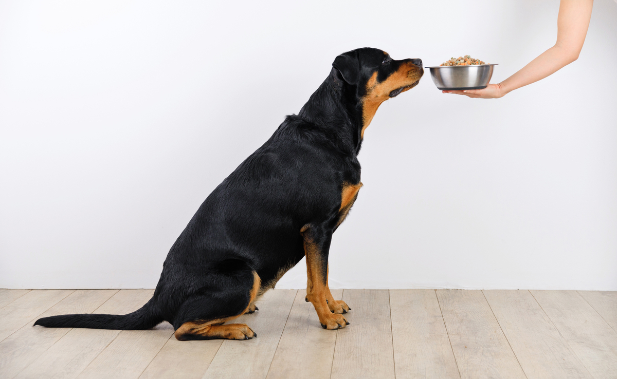 winkel voor hondenvoer -winkel voor hondenvoer dog food for picky eaters