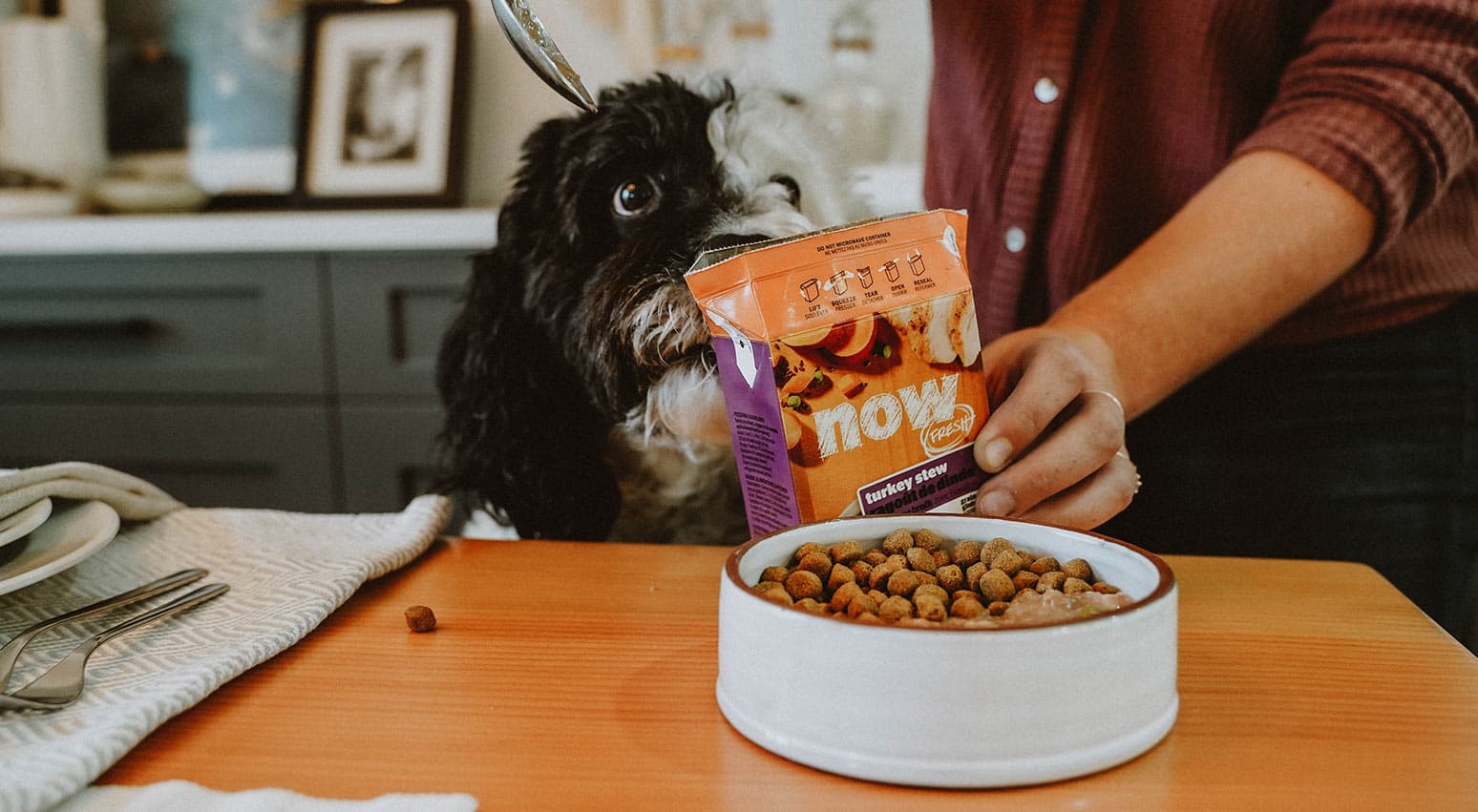 winkel voor hondenvoer -winkel voor hondenvoer dog watching owner serve now fresh turkey stew wet food into kibble bowl