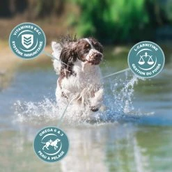 Eukanuba Active Adult Medium Breed -winkel voor hondenvoer lm 117eb160de1de89d9058fcb0b968dbbbd681641821805