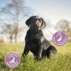 Eukanuba Growing Puppy Large Breed 10 Eukanuba Growing Puppy Large Breed -winkel voor hondenvoer lm 129d1f491a404d6854880943e5c3cd9ca251641822627