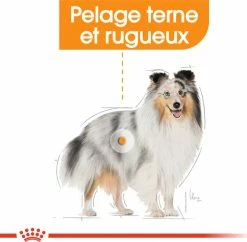 Royal Canin Coat Care Natvoer In Mousse -winkel voor hondenvoer lm 174bf8229696f7a3bb4700cfddef19fa23f1639064621