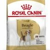 ROYAL CANIN Beagle Adult 2 ROYAL CANIN Beagle Adult -winkel voor hondenvoer lm 1869872ed9fc22fc182d371c3e9ed3160941596447760