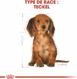 Royal Canin Breed Teckel Junior 13 Royal Canin Breed Teckel Junior -winkel voor hondenvoer lm 258502e4a16930e414107ee22b6198c578f1598437228