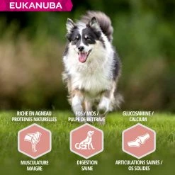 Eukanuba Mature & Senior All Breeds 10 Eukanuba Mature & Senior All Breeds -winkel voor hondenvoer lm 379a02ffd91ece5e7efeb46db8f10a740591604655403