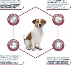 Affinity Advance Advance Mini Senior 8+ Met Kip -winkel voor hondenvoer lm 405bbcbff5c1f1ded46c25d28119a85c6c21567003040