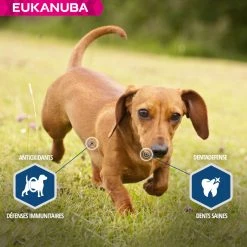 Eukanuba Daily Care -winkel voor hondenvoer lm 882a38a4a9316c49e5a833517c45d310701641823835