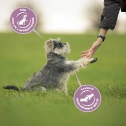 Eukanuba Growing Puppy Medium Breed -winkel voor hondenvoer lm 891cfbce4c1d7c425baf21d6b6f2babe6be1641823138