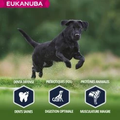 Eukanuba Breed Specific Labrador Retriever -winkel voor hondenvoer lm 9122a9d121cd9c3a1832bb6d2cc6bd7a8a71641825856
