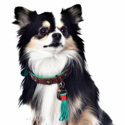 Dog With A Mission Halsband Urban -winkel voor hondenvoer urban 2cm halsband2