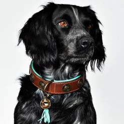 Dog With A Mission Halsband Urban -winkel voor hondenvoer urban 4cm halsband2