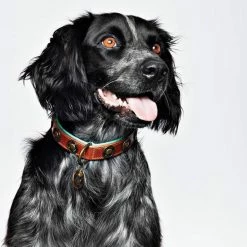 Dog With A Mission Halsband Urban -winkel voor hondenvoer urban25cm halsband2